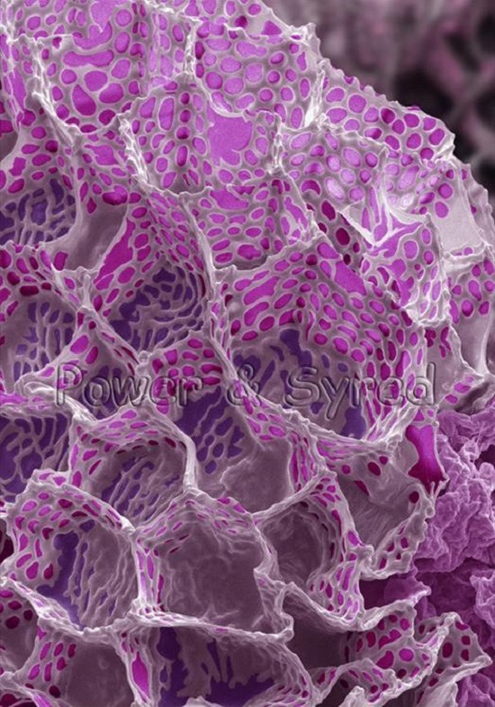 Microscopic Images Of Seeds • Insteading